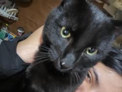 Lost Male Cat last seen HELENA AVE, Reno, NV 89512