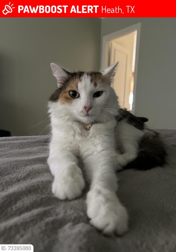Lost Female Cat last seen The Ridge FM 740, Heath, TX 75126