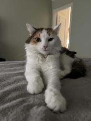 Lost Female Cat last seen The Ridge FM 740, Heath, TX 75126