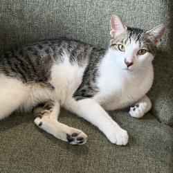 Found/Stray Male Cat last seen Eastern Parkway and Nostrand, Brooklyn, NY 11225
