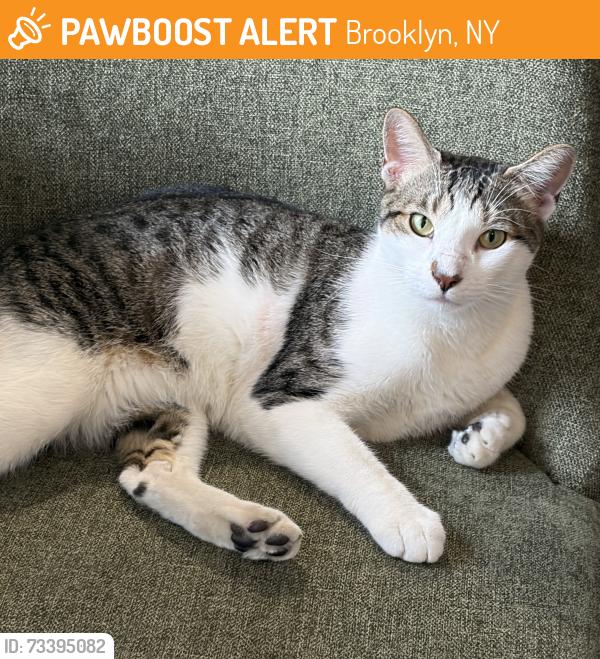 Found/Stray Male Cat last seen Eastern Parkway and Nostrand, Brooklyn, NY 11225