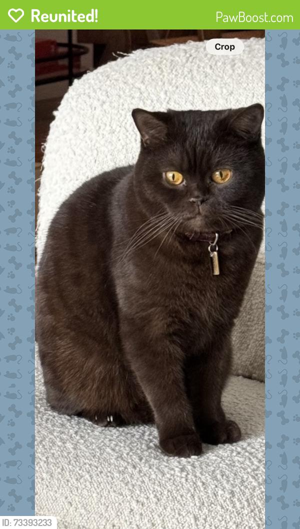 Reunited Male Cat last seen Saturn st and alvira st., Los Angeles, CA 90035