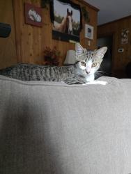 Reunited Female Cat last seen Near Mangohick Cir, Aylett, VA 23009, USA, Aylett, VA 23009