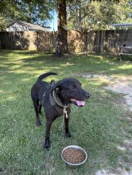 Found/Stray Male Dog last seen Glover lane, Milton, FL 32570
