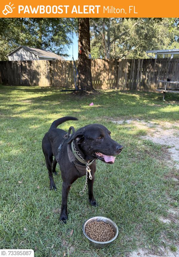Found/Stray Male Dog last seen Glover lane, Milton, FL 32570