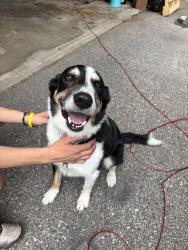Found/Stray Male Dog last seen South St. / Wrights Mill Road, Coventry, CT 06238