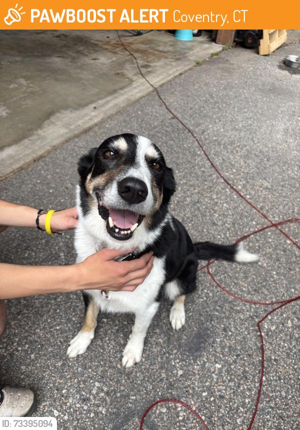 Found/Stray Male Dog last seen South St. / Wrights Mill Road, Coventry, CT 06238
