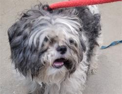 Shelter Stray Male Dog last seen , 4000 N Silverbell Rd, Tucson, AZ 85745, USA