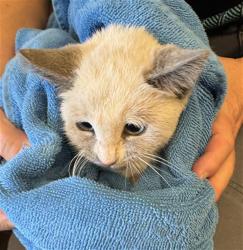 Shelter Stray Female Cat last seen Near BLOCK W SPRING GLEN CIR, 4522 W 3500 S, West Valley City, UT 84120, USA