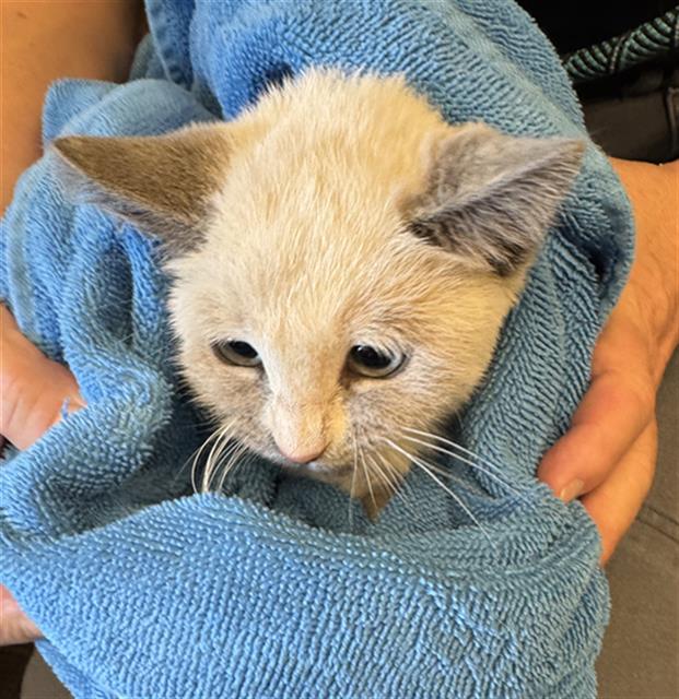 Shelter Stray Female Cat last seen Near BLOCK W SPRING GLEN CIR, 4522 W 3500 S, West Valley City, UT 84120, USA