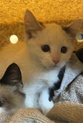 Shelter Stray Female Cat last seen Near BLOCK W SPRING GLEN CIR, 4522 W 3500 S, West Valley City, UT 84120, USA