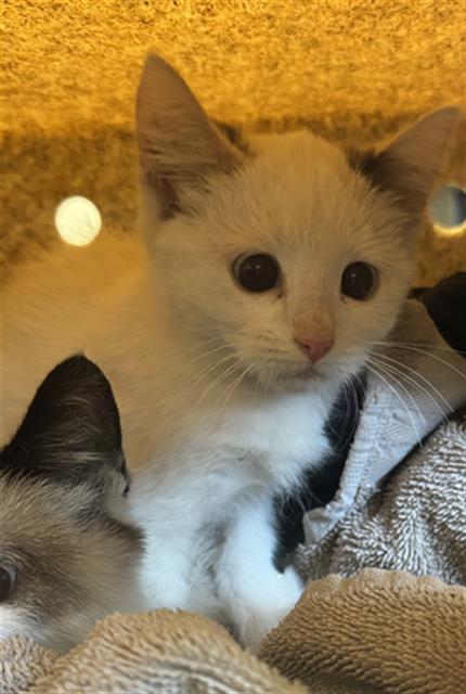 Shelter Stray Female Cat last seen Near BLOCK W SPRING GLEN CIR, 4522 W 3500 S, West Valley City, UT 84120, USA