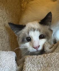 Shelter Stray Male Cat last seen Near BLOCK W SPRING GLEN CIR, 4522 W 3500 S, West Valley City, UT 84120, USA