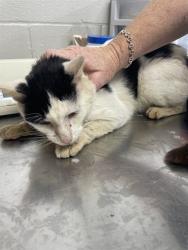 Shelter Stray Male Cat last seen OLD BOILING SPRINGS, 1601 Airport Rd, Shelby, NC 28150, USA