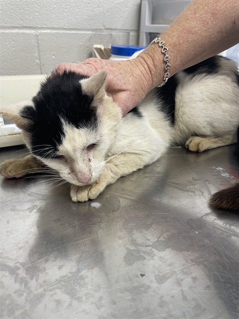 Shelter Stray Male Cat last seen OLD BOILING SPRINGS, 1601 Airport Rd, Shelby, NC 28150, USA