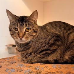 Shelter Stray Male Cat last seen Near, 5001 E Raymond St, Indianapolis, IN 46203, USA
