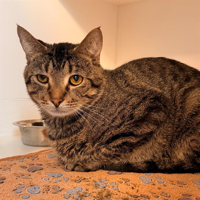 Shelter Stray Male Cat last seen Near, 5001 E Raymond St, Indianapolis, IN 46203, USA