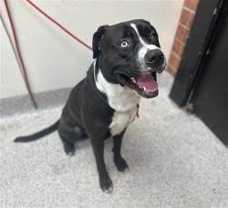 Shelter Stray Male Dog last seen , 3201 Lacy St, Los Angeles, CA 90031, USA