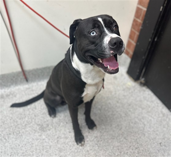 Shelter Stray Male Dog last seen , 3201 Lacy St, Los Angeles, CA 90031, USA