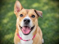 Shelter Stray Female Dog last seen , 5821 Sweetwater Rd, Bonita, CA 91902, USA