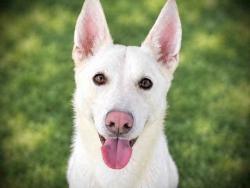 Shelter Stray Male Dog last seen LOS COCHES, 5821 Sweetwater Rd, Bonita, CA 91902, USA