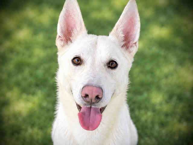 Shelter Stray Male Dog last seen LOS COCHES, 5821 Sweetwater Rd, Bonita, CA 91902, USA
