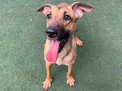Shelter Stray Female Dog last seen LAMAR ST, 5821 Sweetwater Rd, Bonita, CA 91902, USA