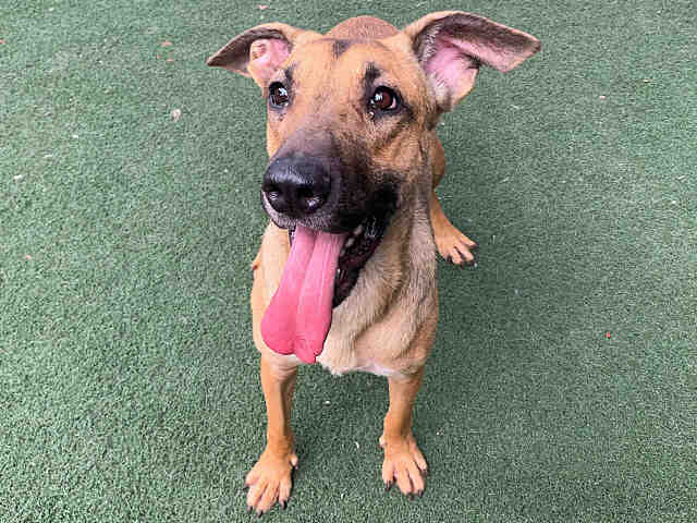 Shelter Stray Female Dog last seen LAMAR ST, 5821 Sweetwater Rd, Bonita, CA 91902, USA