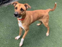 Shelter Stray Female Dog last seen , 5821 Sweetwater Rd, Bonita, CA 91902, USA