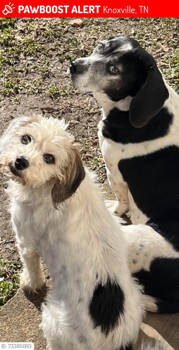 Lost Male Dog last seen Sharpes Ridge, Knoxville, TN 37917