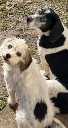 Lost Male Dog last seen Sharpes Ridge, Knoxville, TN 37917