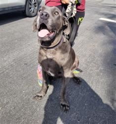 Shelter Stray Female Dog last seen , 11361 W Pico Blvd, Los Angeles, CA 90064, USA