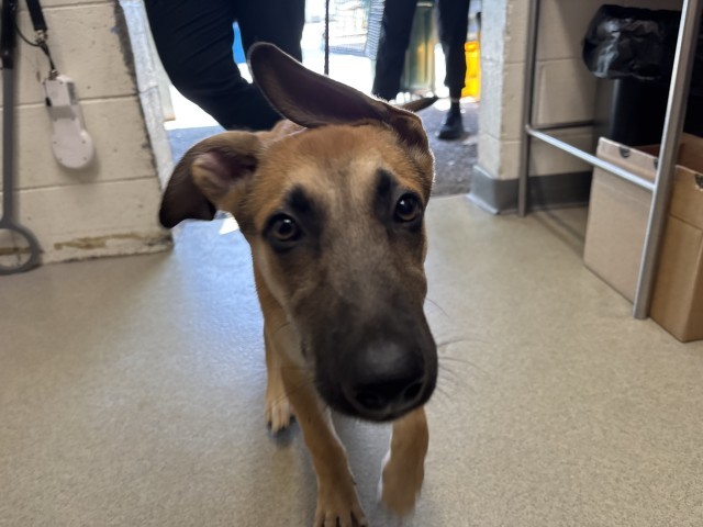 Shelter Stray Male Dog last seen MORGAN & YARDLEY, 333 Chandler Pl, San Bernardino, CA 92408, USA