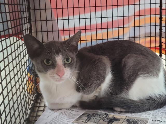 Shelter Stray Female Cat last seen , 957 N Gaffey St, San Pedro, CA 90731, USA