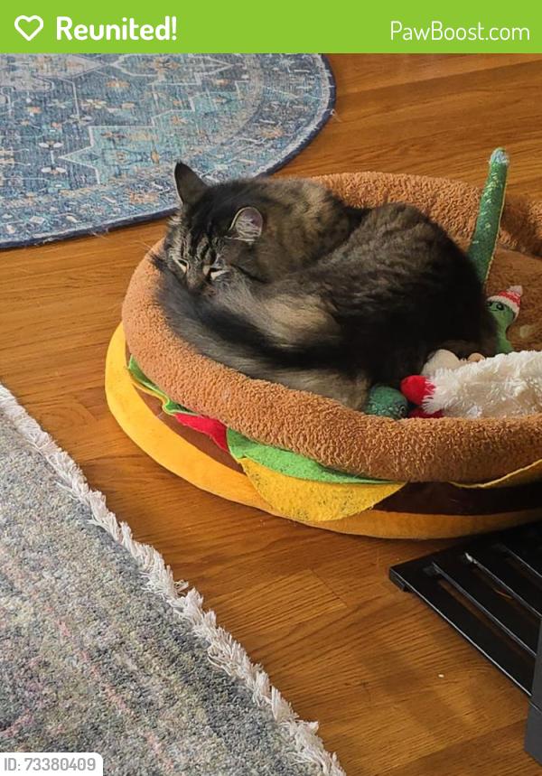 Reunited Female Cat last seen Laguna Honda, San Francisco, CA 94127