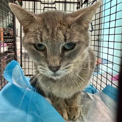 Shelter Stray Male Cat last seen WOOD DUCK RD, ALTOONA, 12280 County Rd 448, Tavares, FL 32778, USA