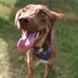 Shelter Stray Female Dog last seen Near BLOCK SOMERS CREST, 4710 TX-151, San Antonio, TX 78227, USA