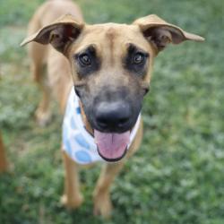 Shelter Stray Male Dog last seen Near BLOCK SOMERS CREST, 4710 TX-151, San Antonio, TX 78227, USA