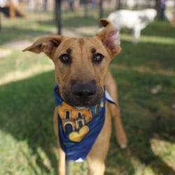 Shelter Stray Female Dog last seen Near BLOCK SOMERS CREST, 4710 TX-151, San Antonio, TX 78227, USA
