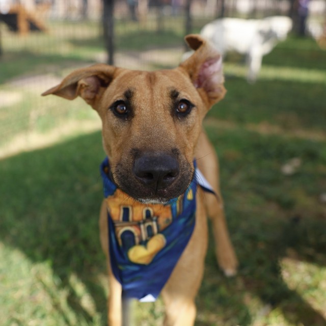 Shelter Stray Female Dog last seen Near BLOCK SOMERS CREST, 4710 TX-151, San Antonio, TX 78227, USA