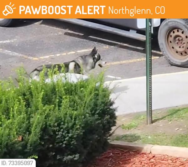 Found/Stray Unknown Dog last seen Kennedy/106th & Huron, Northglenn, CO 80234