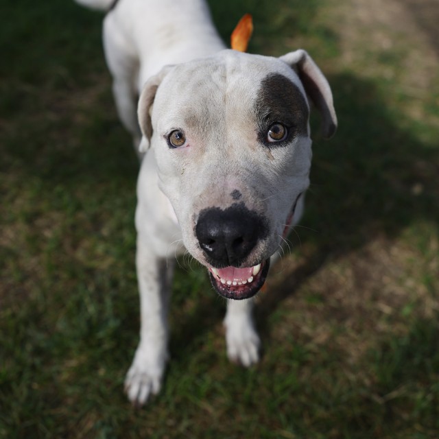 Shelter Stray Male Dog last seen Near BLOCK RUSTLEAF, 4710 TX-151, San Antonio, TX 78227, USA