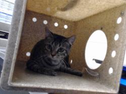 Shelter Stray Female Cat last seen Near BLOCK COZY BRANCH RD, FAYETTEVILLE NC 28314, 4704 Corporation Dr, Fayetteville, NC 28306, USA