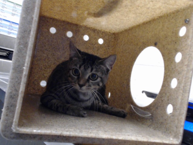Shelter Stray Female Cat last seen Near BLOCK COZY BRANCH RD, FAYETTEVILLE NC 28314, 4704 Corporation Dr, Fayetteville, NC 28306, USA