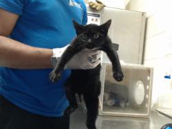 Shelter Stray Male Cat last seen Near BLOCK COZY BRANCH RD, FAYETTEVILLE NC 28314, 4704 Corporation Dr, Fayetteville, NC 28306, USA