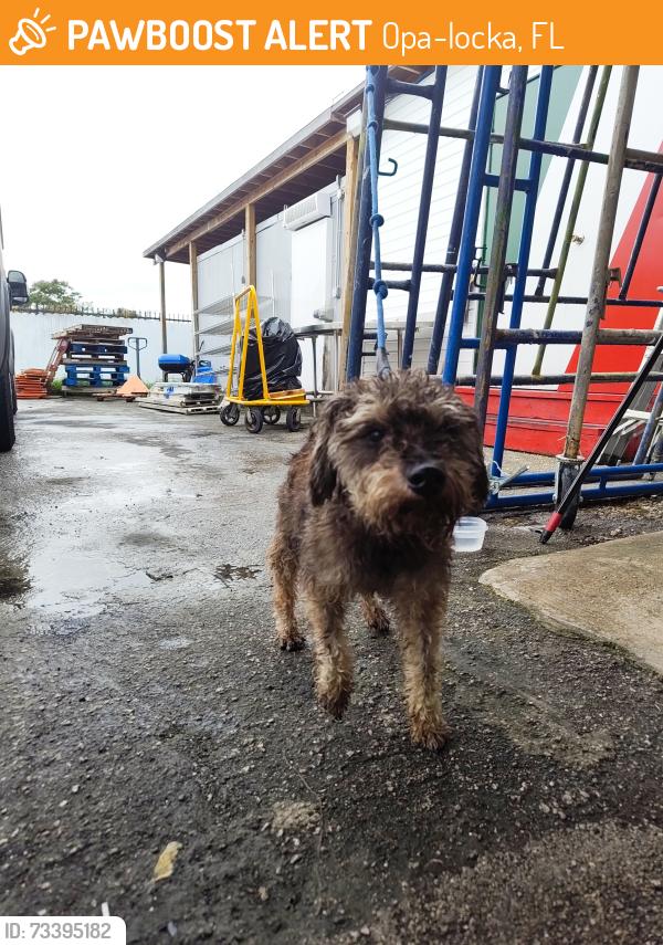 Found/Stray Male Dog last seen Near NW 27th Ave, Opa-locka, FL 33054, Opa-locka, FL 33054