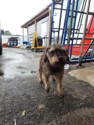 Found/Stray Male Dog last seen Near NW 27th Ave, Opa-locka, FL 33054, Opa-locka, FL 33054