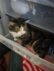 Reunited Female Cat last seen Near s 4th Street Brooklyn NY, Brooklyn, NY 11211