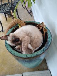 Lost Male Cat last seen Burton st Sulphur LA, Sulphur, LA 70663