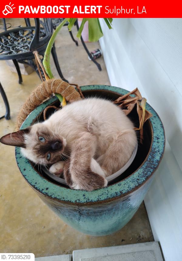 Lost Male Cat last seen Burton st Sulphur LA, Sulphur, LA 70663